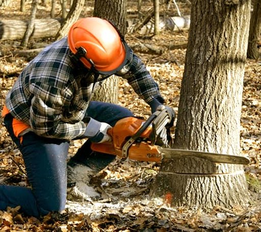 Tree Removal in Burlington, IL